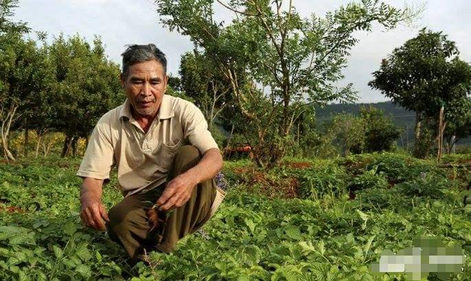 chat-ca-phe-de-trong-duoc-lieu-lao-nong-bat-ngo-tro-thanh-ti-phu