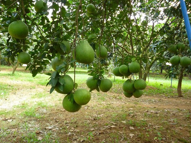 ngo-ngang-truoc-vuon-buoi-tan-trieu-gan-2-trieu-qua-van-chay-hang