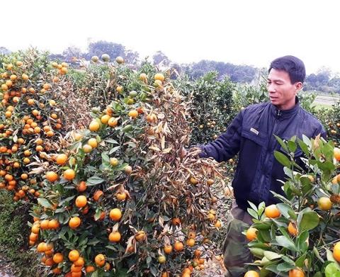 vu-pha-hoai-400-cay-quat-tet-lo-dien-thu-pham