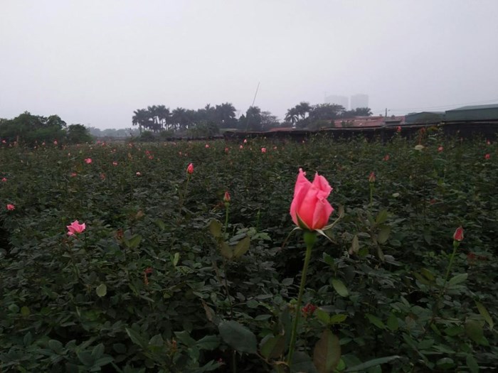 tet-mau-tuat-2018-thu-phu-hoa-tay-tuu-khoac-ao-moi-cho-gio-len-song