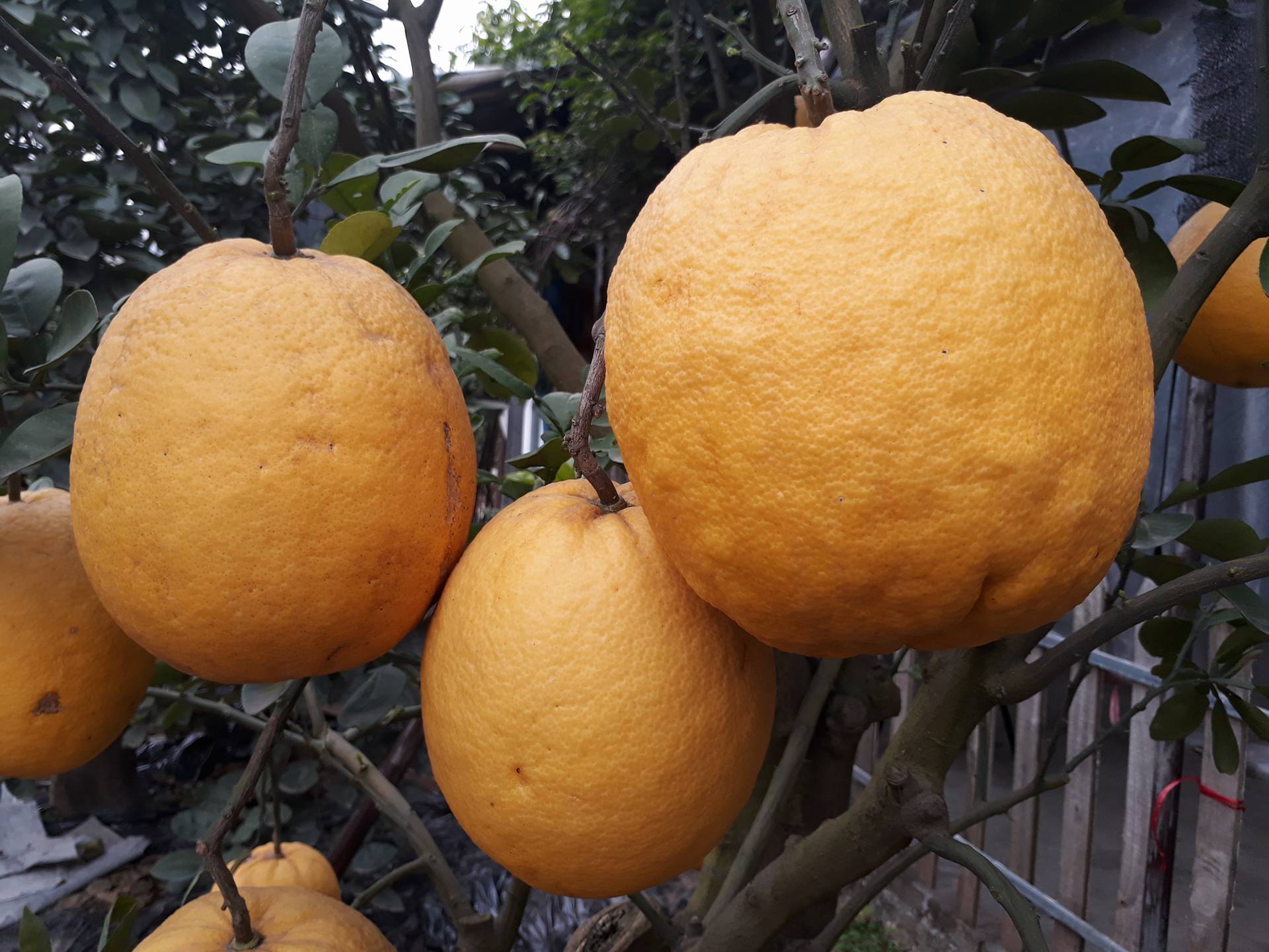tet-mau-tuat-2018-buoi-dien-chua-trung-da-chuan-bi-chay-hang