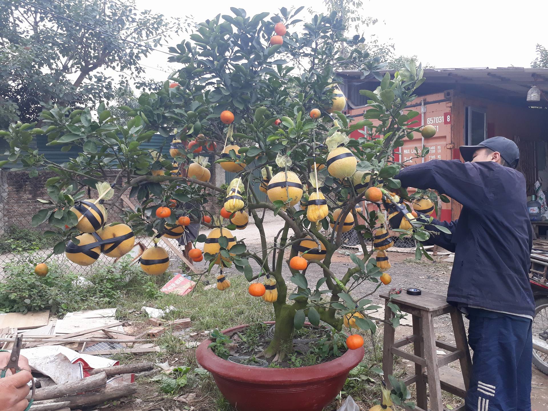 tet-mau-tuat-2018-buoi-dien-chua-trung-da-chuan-bi-chay-hang