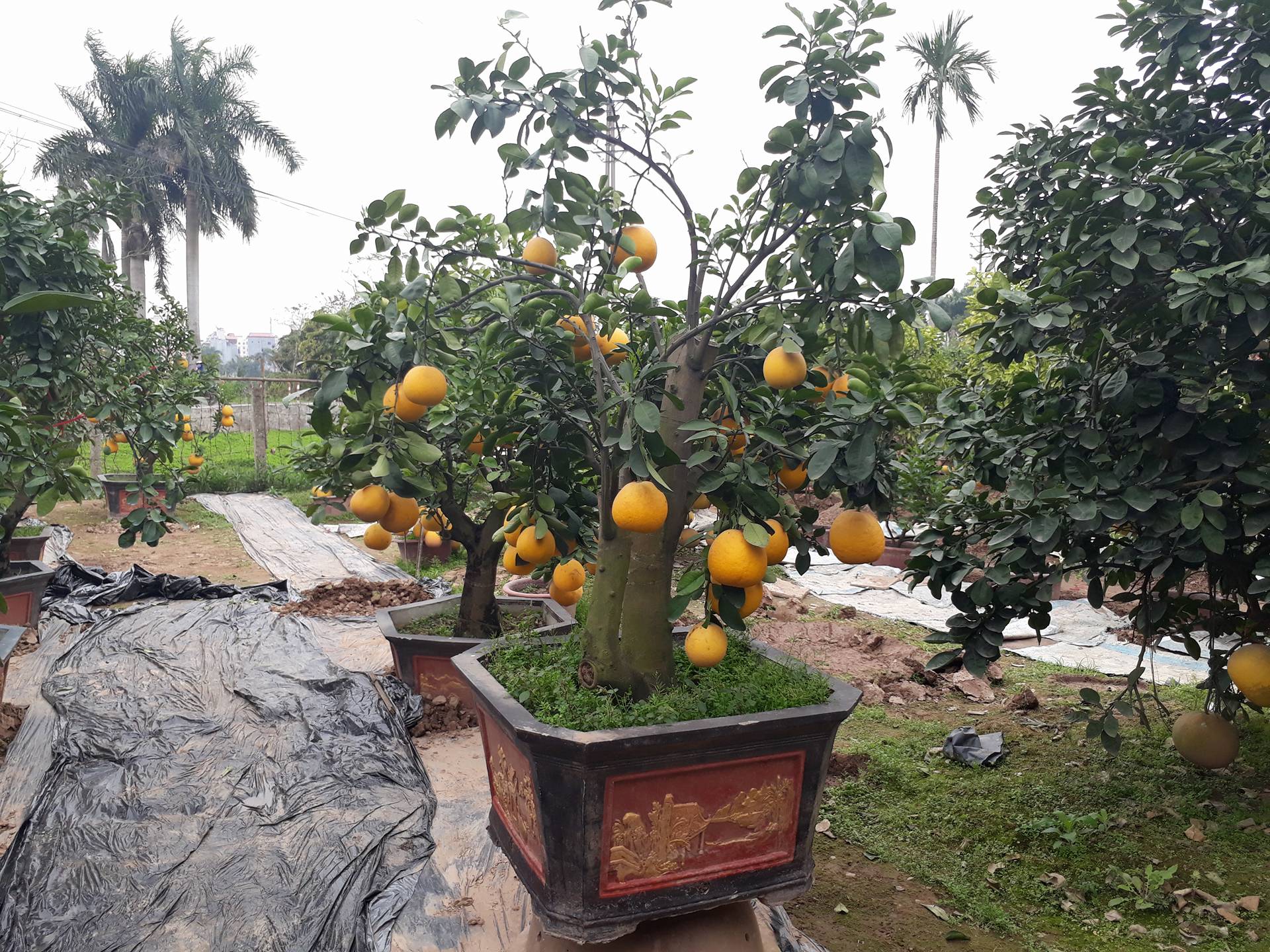 tet-mau-tuat-2018-buoi-dien-chua-trung-da-chuan-bi-chay-hang