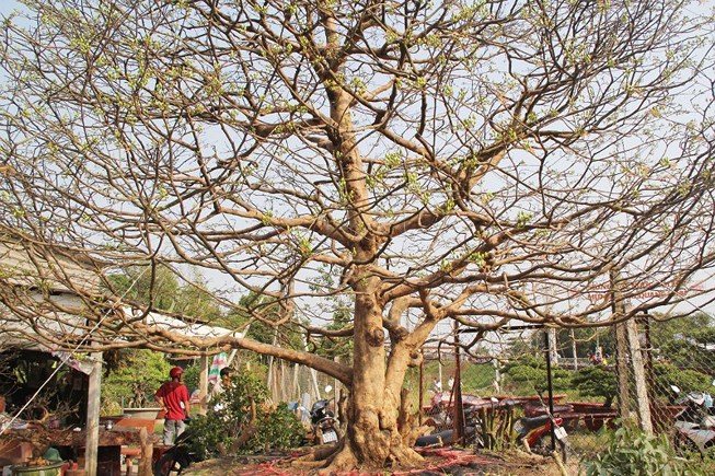 cay-mai-khung-gan-100-tuoi-gia-16-ty-o-can-tho-doc-co-nao