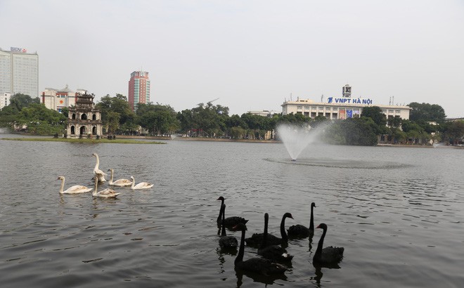 nguoi-tang-thien-nga-tha-o-ho-guom-len-tieng-sau-nhieu-tranh-cai