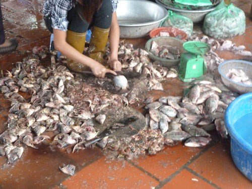 B&uacute;n c&aacute; 
