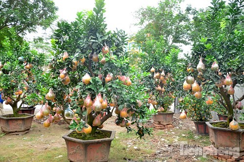 Mỗi c&acirc;y bưởi Diễn hơn 100 quả c&oacute; gi&aacute; 15 - 35 triệu đồng.