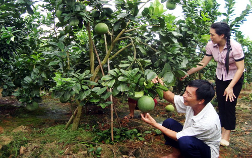Trồng bưởi da xanh cho năng suất chất lượng cao tại Tiền Giang