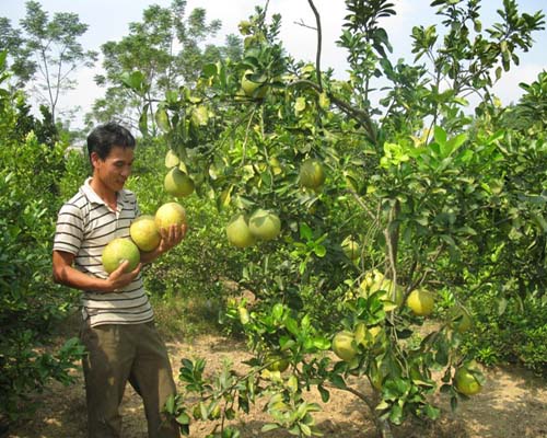 Bưởi Đoan H&ugrave;ng ngon nhất miền Bắc