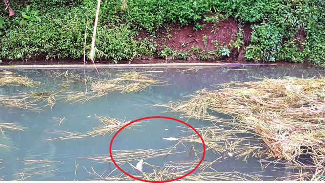 Từ ng&agrave;y 4/7 đến nay, hiện tượng c&aacute; chết h&agrave;ng loạt trắng cả thượng nguồn s&ocirc;ng Đ&agrave; khiến người d&acirc;n v&ocirc; c&ugrave;ng lo lắng