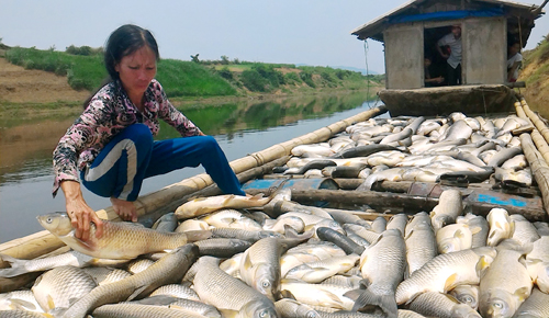 Gần 3 tấn cá chết hàng loạt chỉ trong một đêm khiến nhà bà Báu lâm vào cảnh tay trắng Gần 3 tấn cá chết hàng loạt chỉ trong một đêm khiến nhà bà Báu lâm vào cảnh tay trắng
