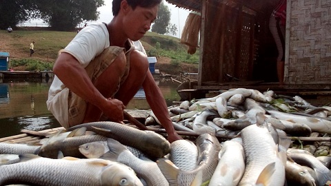Nhiều gia đình ven sông Bưởi (Thanh Hóa) sạt nghiệp vì cá chết hàng loạt Nhiều gia đình ven sông Bưởi (Thanh Hóa) sạt nghiệp vì cá chết hàng loạt