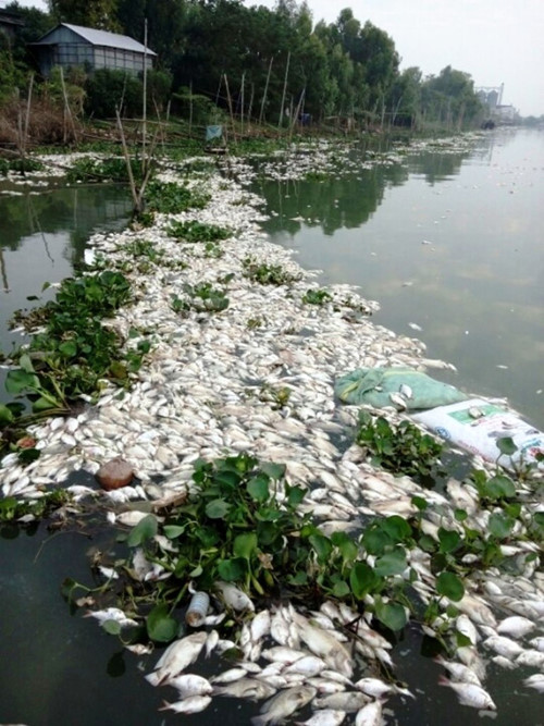Thời gian gần đ&acirc;y, hiện tượng c&aacute; chết h&agrave;ng loạt xảy ra ở nhiều địa phương g&acirc;y thiệt hại kh&ocirc;ng nhỏ