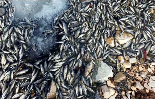Nhiều người tin rằng nguồn nước bị &ocirc; nhiễm ch&iacute;nh l&agrave; nguy&ecirc;n nh&acirc;n khiến c&aacute; chết h&agrave;ng loạt ở Nga