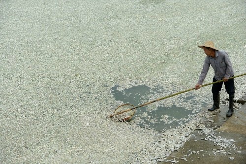 Khoảng 100 tấn c&aacute;  ở Trung Quốc đ&atilde; bị chết do nhiễm độc chất amoniac từ một nh&agrave; m&aacute;y