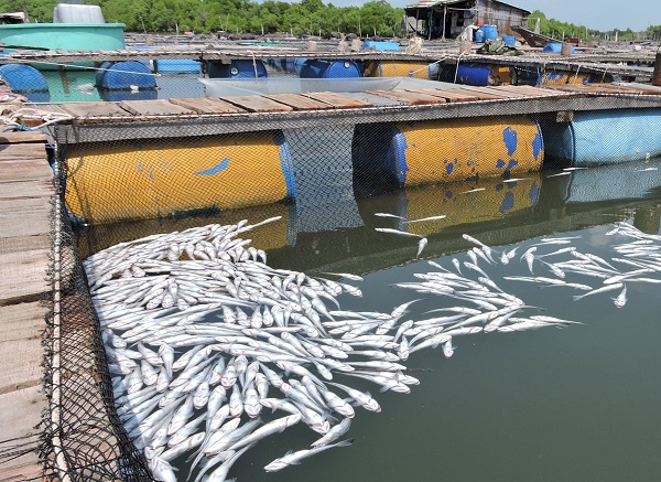 Nhiều hộ d&acirc;n đ&atilde; tấm tức kh&oacute;c trước cảnh c&aacute; chết h&agrave;ng loạt ở l&agrave;ng b&egrave; Long Sơn (B&agrave; Rịa Vũng T&agrave;u)