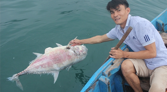 C&aacute; chết h&agrave;ng loạt ở Thừa Thi&ecirc;n Huế c&oacute; thể v&igrave; loại tảo lạ chưa x&aacute;c định được