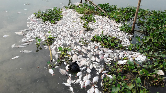 1.200 tấn c&aacute; chết tr&ecirc;n s&ocirc;ng C&aacute;i Vừng