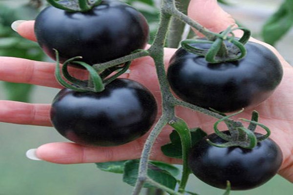 Ph&ograve;ng chống ung thư hiệu quả với c&agrave; chua đen