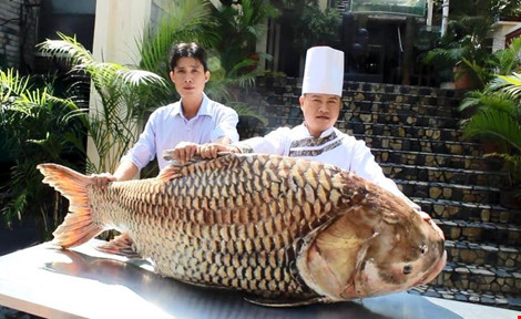c&aacute; h&ocirc; nặng 117 kg, d&agrave;i 1,5 m