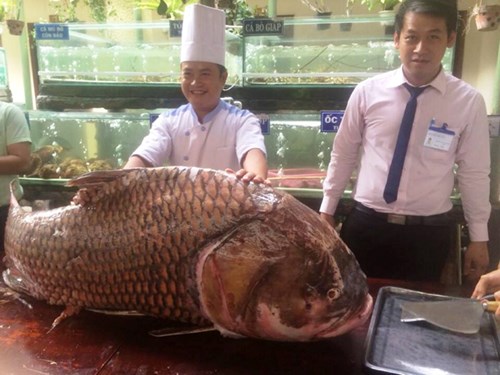 c&aacute; h&ocirc; l&agrave; một c&aacute; thuộc lo&agrave;i c&aacute; ch&eacute;p, c&oacute; trọng lượng l&ecirc;n đến hơn 300kg