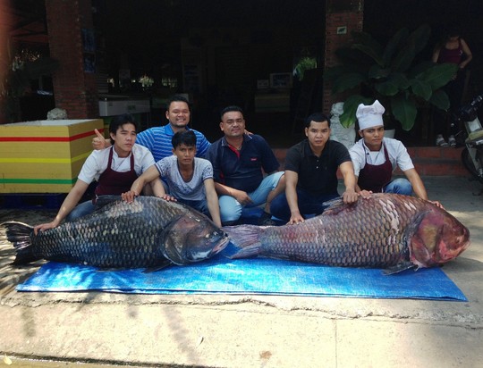 cặp c&aacute; h&ocirc; khủng nặng gần 240kg