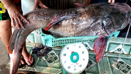 C&acirc;u được c&aacute; lăng 'khủng' tr&ecirc;n s&ocirc;ng S&ecirc;r&ecirc;p&ocirc;k