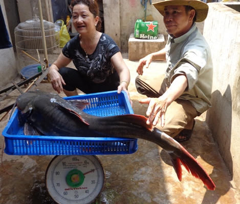 C&aacute; lăng khủng nặng tới 20 kg được chủ nh&agrave; h&agrave;ng mua lại