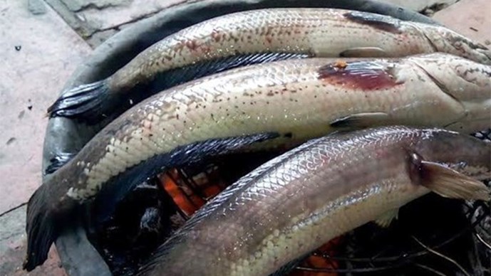 2 trẻ ăn c&aacute; l&oacute;c nướng tử vong nghi do dịch vi&ecirc;m n&atilde;o