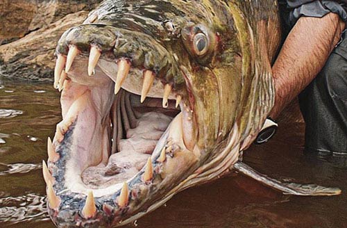 Lo&agrave;i c&aacute; nước ngọt khổng lồ sở hữu h&agrave;m răng sắc nhọn kinh dị 