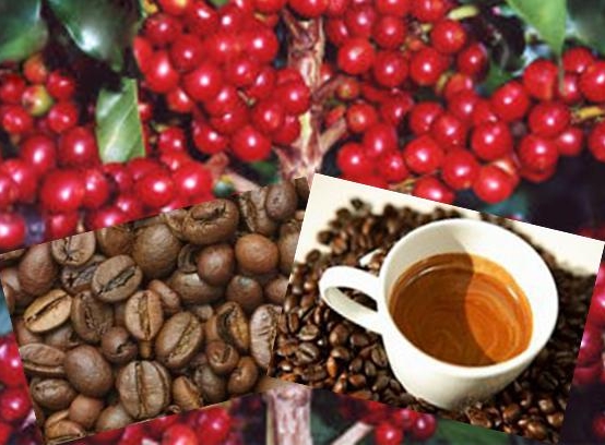 Phân biệt cà phê giả  bằng màu sau khi pha