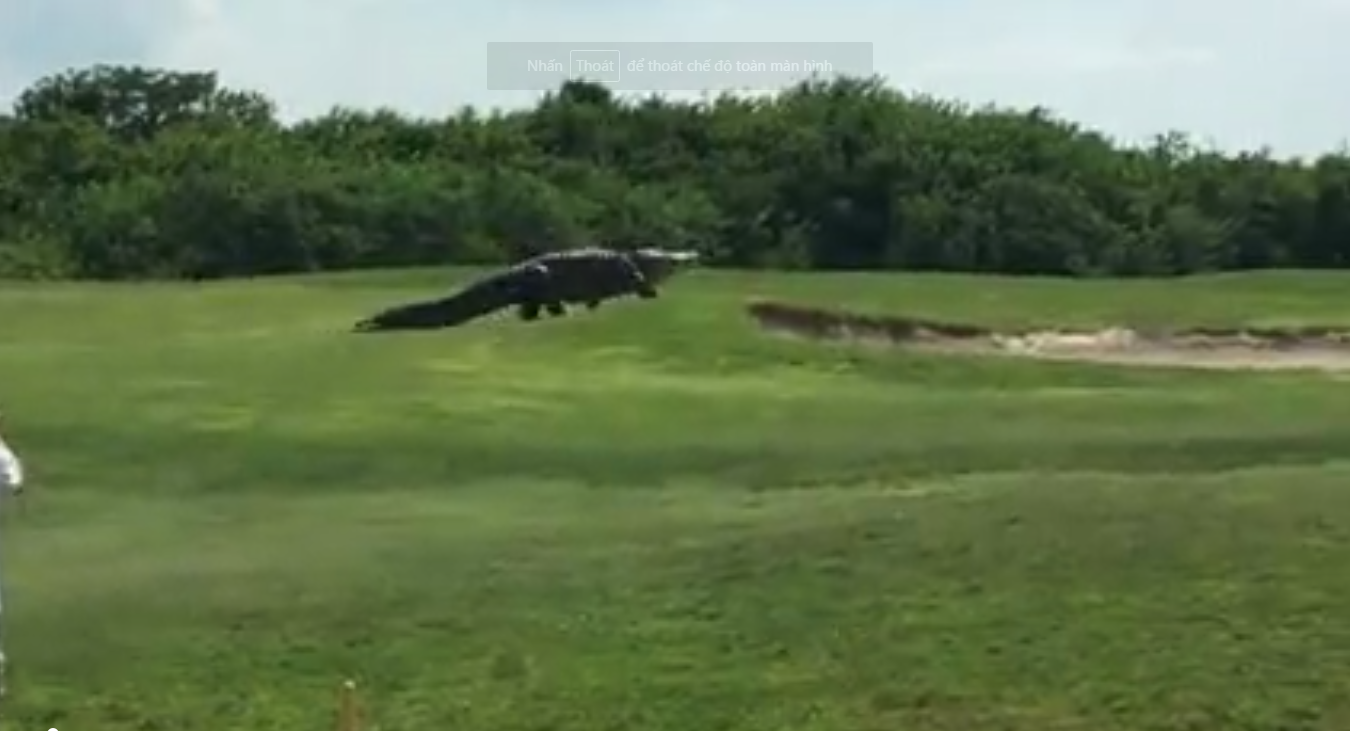 C&aacute; sấu khổng lồ dạo bước trong s&acirc;n golf Mỹ