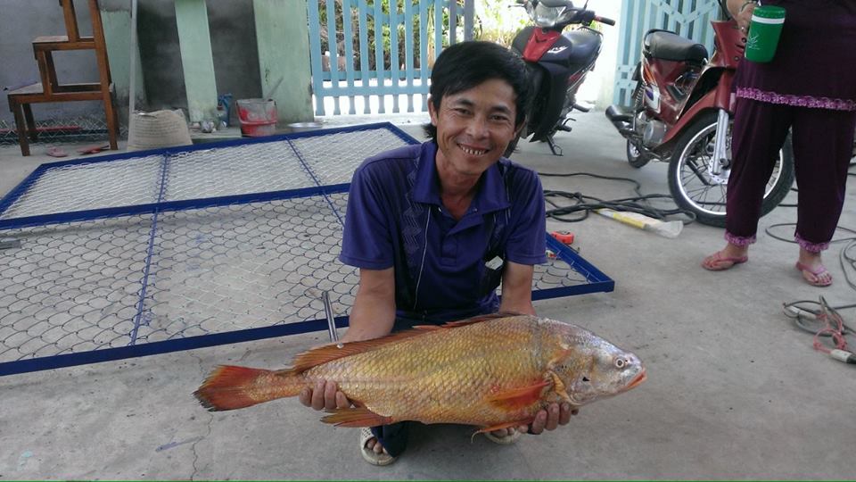 Được biết ngư d&acirc;n Vũng T&agrave;u thường bắt được c&aacute; sủ v&agrave;ng tr&ecirc;n s&ocirc;ng Thị Vải