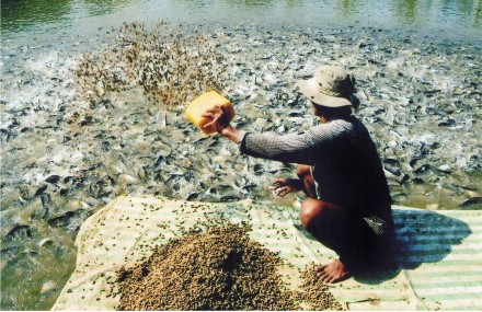 Ồ ạt nu&ocirc;i c&aacute; tra để b&aacute;n cho thương l&aacute;i Trung Quốc