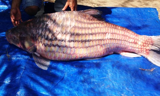 H&igrave;nh ảnh con c&aacute; tr&agrave; s&oacute;c khổng lồ c&oacute; trọng lượng 60kg được thương l&aacute;i b&aacute;n tại TPHCM
