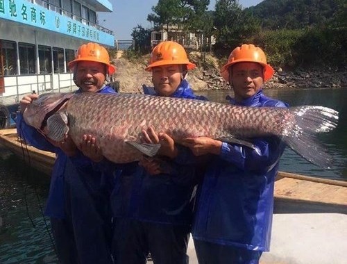 Con c&aacute; trắm đen khổng lồ n&agrave;y c&oacute; trọng lượng tương đương với một người trưởng th&agrave;nh