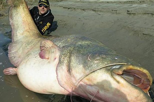 Con c&aacute; tr&ecirc; khổng lồ d&agrave;i 2,67m v&agrave; nặng 121kg
