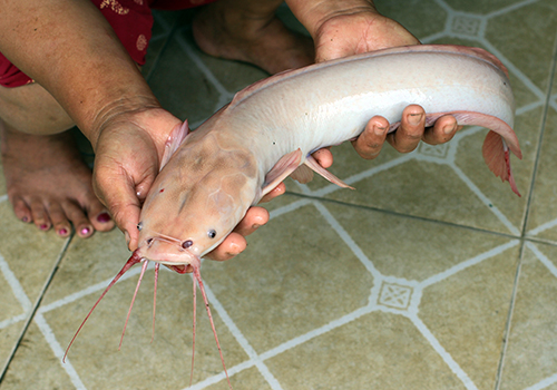 Người d&acirc;n c&acirc;u được c&aacute; tr&ecirc; trắng ở Đ&agrave; Nẵng