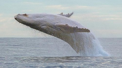Migaloo l&agrave; ch&uacute; c&aacute; voi lưng g&ugrave; trắng si&ecirc;u hiếm 