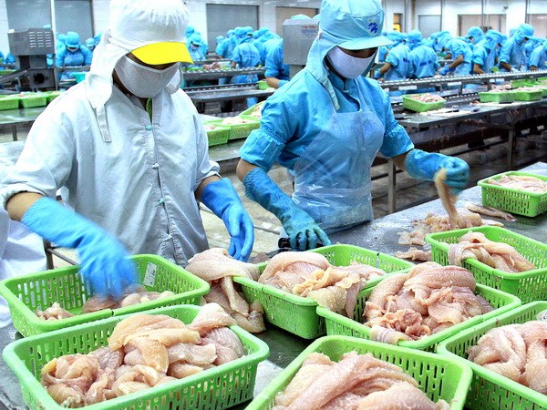 Chế biến c&aacute; basa xuất khẩu. (Ảnh: Duy Khương/TTXVN)