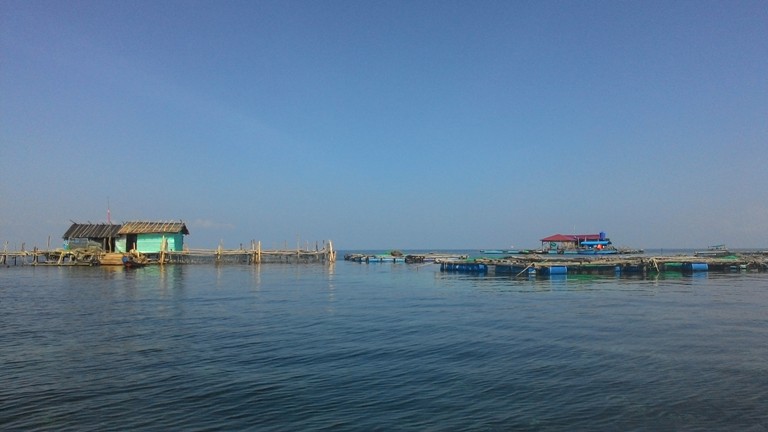 Nu&ocirc;i c&aacute; bớp ở Ki&ecirc;n Giang