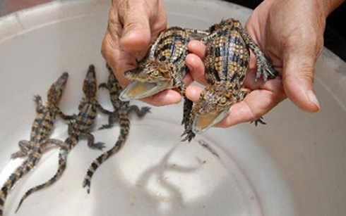 Cảnh gi&aacute;c 'chi&ecirc;u' thu mua c&aacute; sấu con gi&aacute; cao