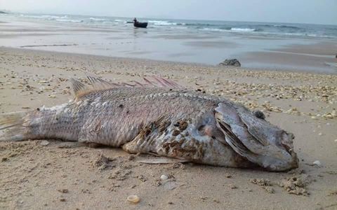 Bộ Khoa học v&agrave; C&ocirc;ng nghệ th&agrave;nh lập đo&agrave;n chuy&ecirc;n gia độc lập t&igrave;m nguy&ecirc;n nh&acirc;n c&aacute; chết