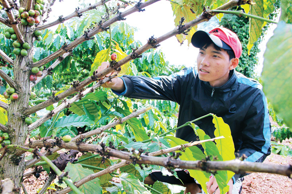 C&agrave; ph&ecirc; tặc diễn biến phức tạp