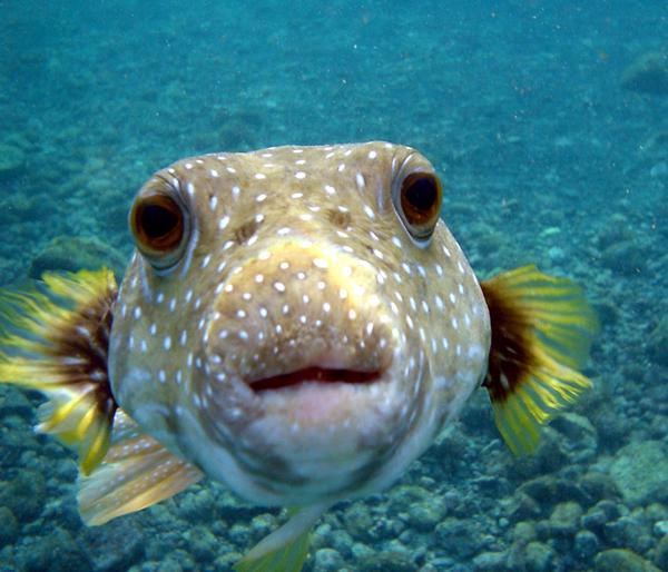 c&aacute; puffer