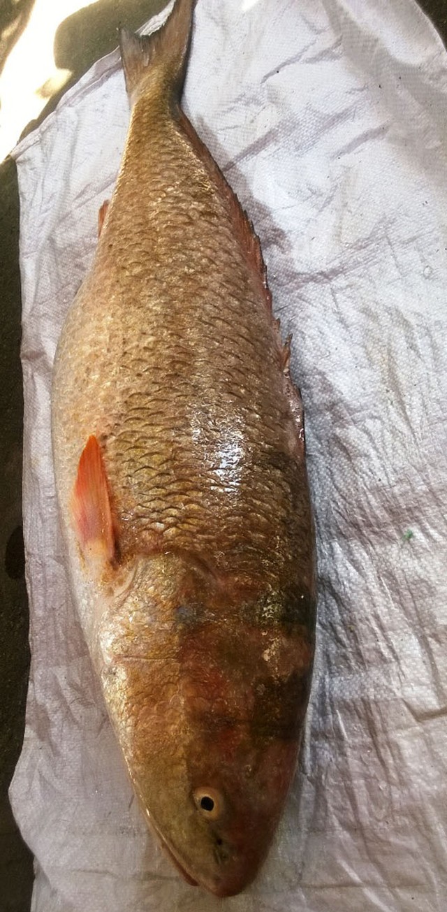 c&aacute; sủ v&agrave;ng