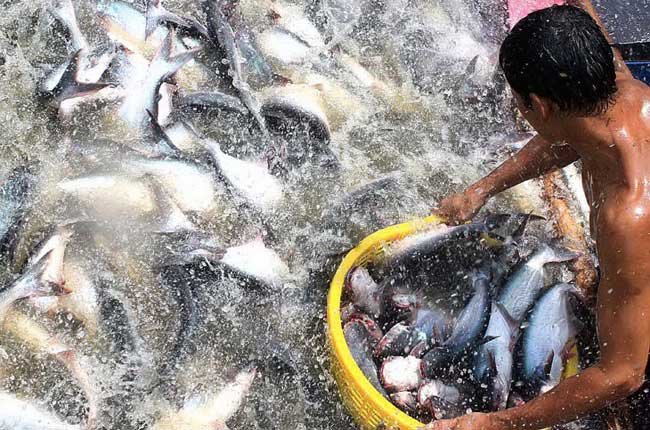 H&agrave; Nội: D&ugrave;ng c&acirc;y thuốc nam chữa bệnh cho c&aacute;