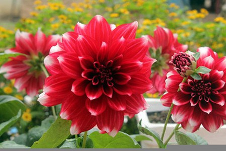 Hoa thược dược chịu được r&eacute;t cao