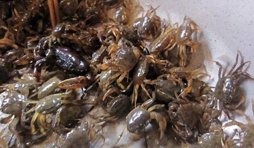 C&aacute;c m&oacute;n ăn ngon từ cua đồng biến th&agrave;nh 'thuốc độc' khi nấu cua kh&ocirc;ng đ&uacute;ng c&aacute;ch