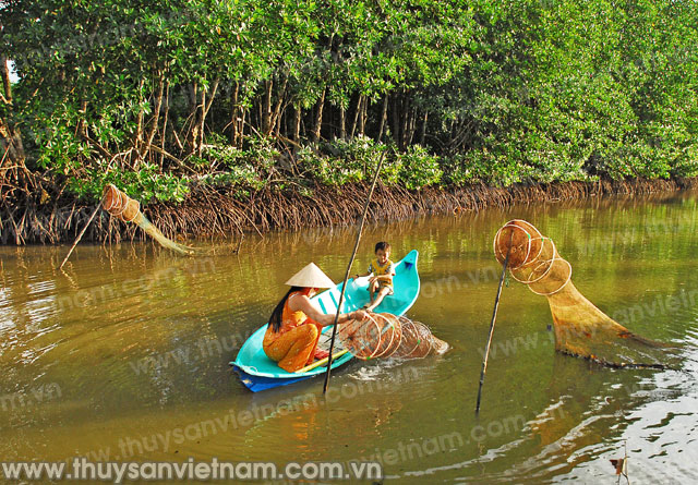 nuôi tôm trong rừng nuôi tôm trong rừng